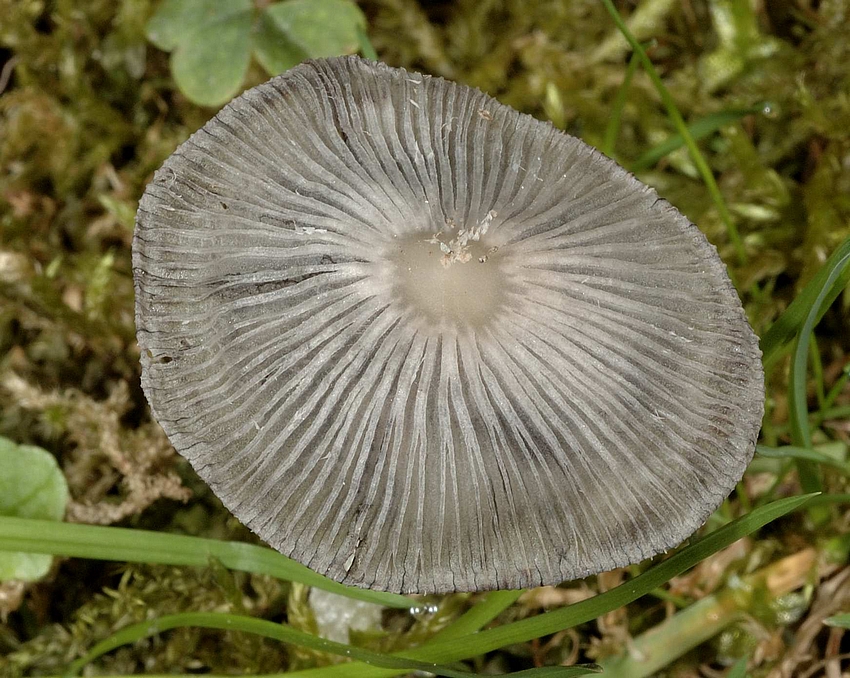 Scheibchentintling, Coprinus plicatilis, Hutoberseite.jpg