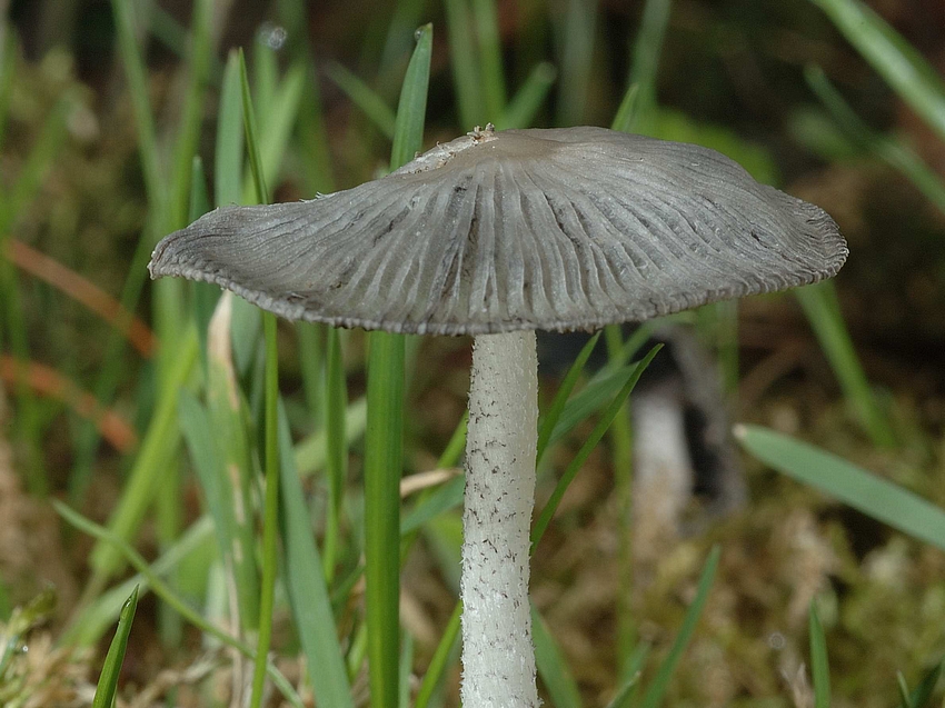 Scheibchentintling, Coprinus plicatilis, seitlich.jpg