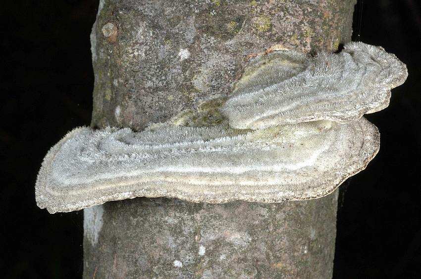 Striegelige Tramete, Trametes hirsuta, Makro.jpg