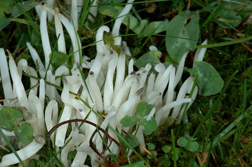 Wurmf&ouml;rmige Keule, Clavaria vermicularis, Habitus einer Gruppe.jpg