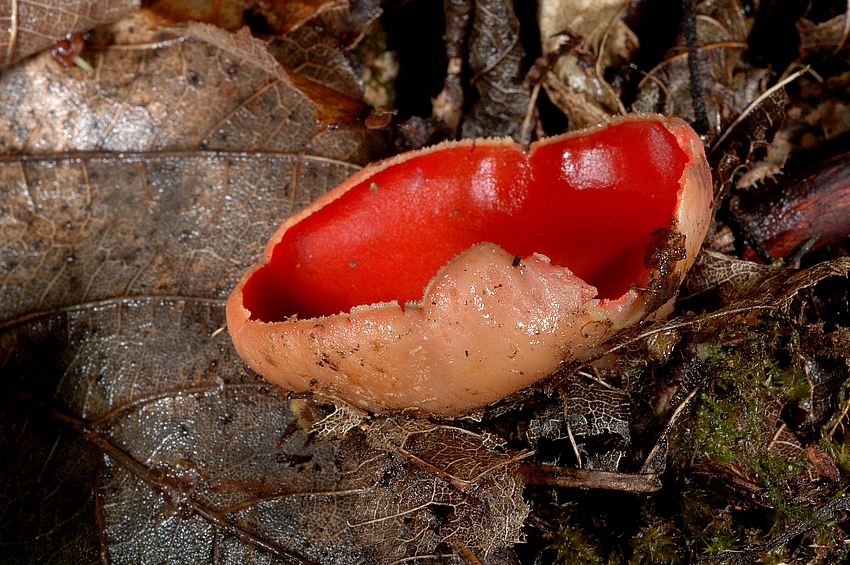 Zinnoberroter Kelchbecherling, Sarcoscypha coccinea, seitlich.jpg