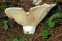 Blaublättriger Weißtäubling, Russula delica, Lamellenseite.