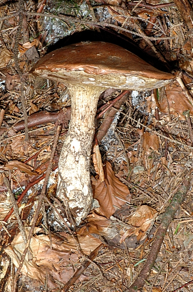 Rotkappe, Leccinum sp., Habitus.