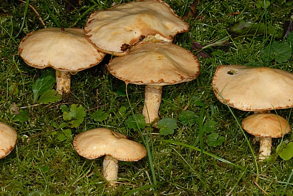 Röhrling, Suillus sp.