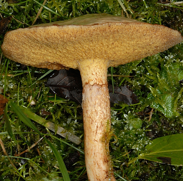 Röhrling, Suillus sp.