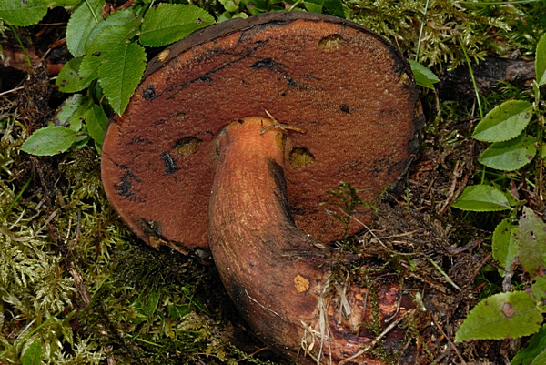 Flockenstieliger Hexenröhrling, Boletus erythropus.