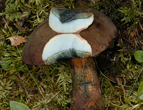 Flockenstieliger Hexenröhrling, Boletus erythropus, Hutfleisch.