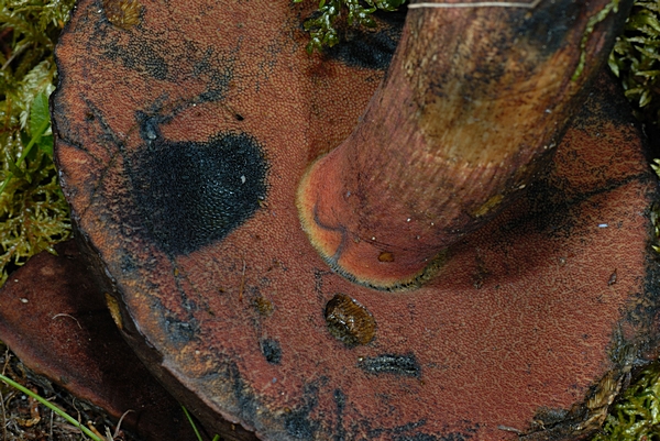 Flockenstieliger Hexenröhrling, Boletus erythropus, Unterseite.