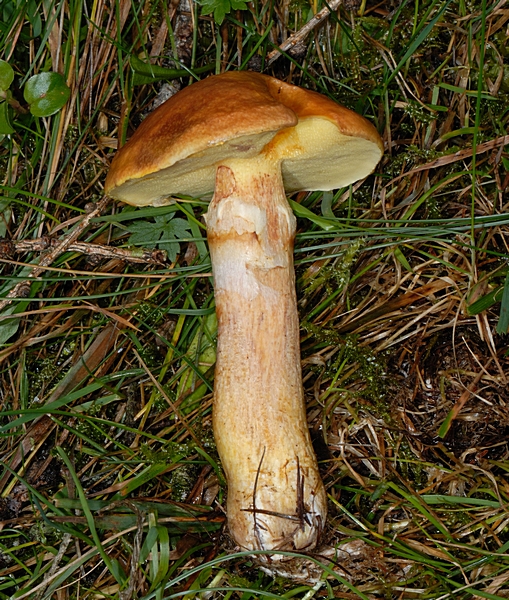 Goldröhrling, Suillus grevillei.