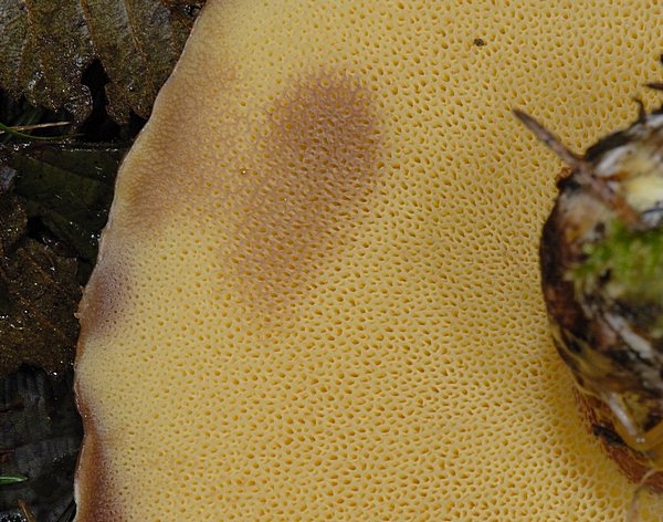 Goldröhrling, Suillus grevillei, Unterseite.