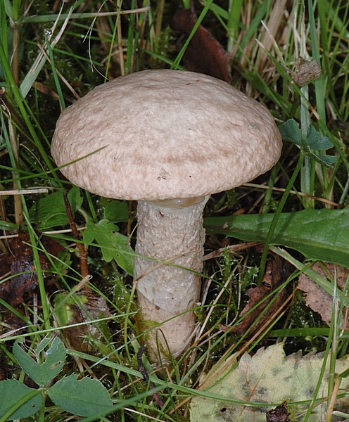 Grauer Lärchenröhrling, Suillus Aeruginascens (viscidus).