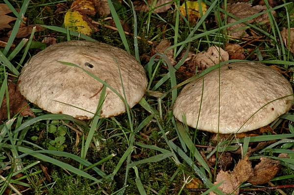 Grauer Lärchenröhrling, Suillus Aeruginascens (viscidus), Hutoberseite.