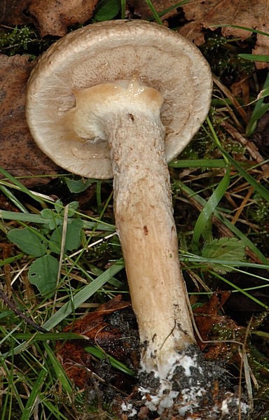 Grauer Lärchenröhrling, Suillus Aeruginascens (viscidus), Unterseite.