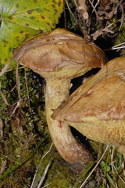 Körnchenröhrling, Suillus sibiricus var helveticus, junger Pilz.