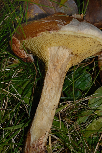 Körnchenröhrling, Suillus sibiricus var helveticus, junger Pilz, Stielschnitt.