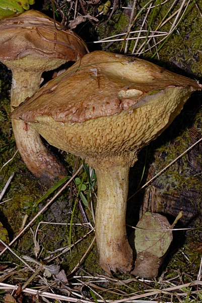 Körnchenröhrling, Suillus sibiricus var helveticus, junger Pilz.