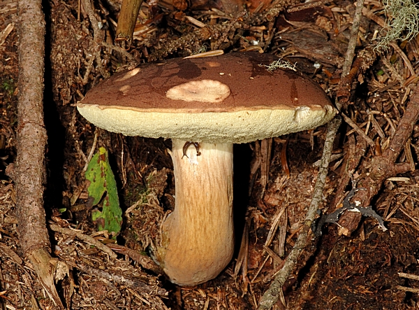 Maronenröhrling, Xerocomus badius.