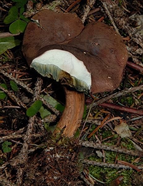 Maronenröhrling, Xerocomus badius, Fruchtfleisch.