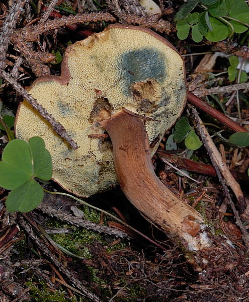 Maronenröhrling, Xerocomus badius, Hutunterseite.