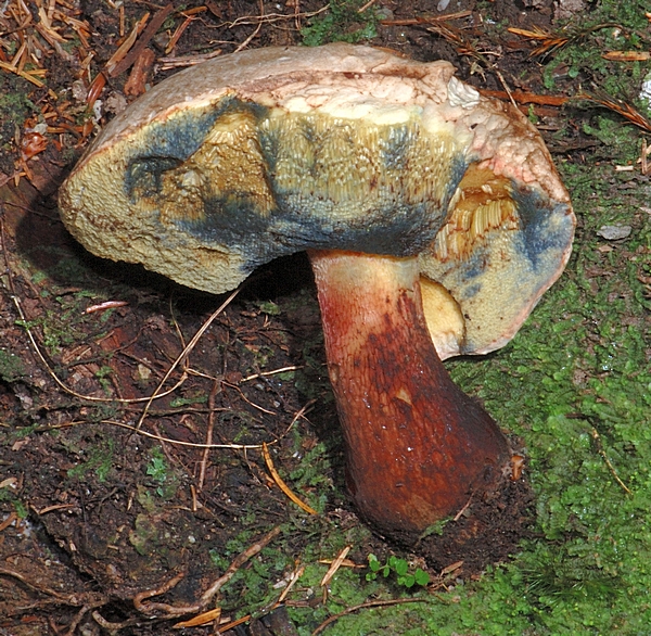 Schönfußröhrling, Boletus calopus, Hutunterseite.