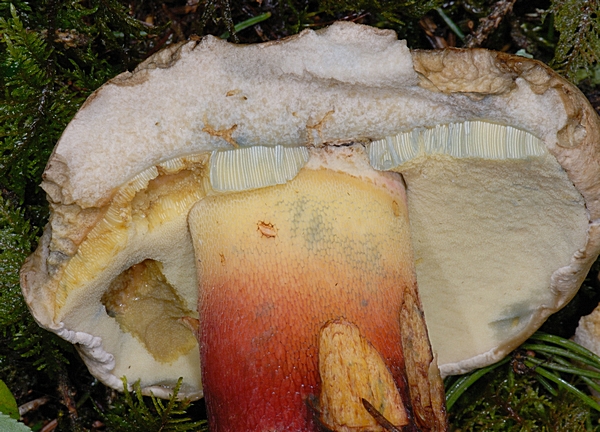 \Schönfußröhrling, Boletus calopus, Fruchtfleisch.