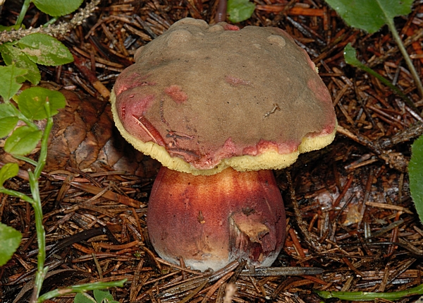 Stattlicher Rotfußröhrling, Xerocomus pruinatus.