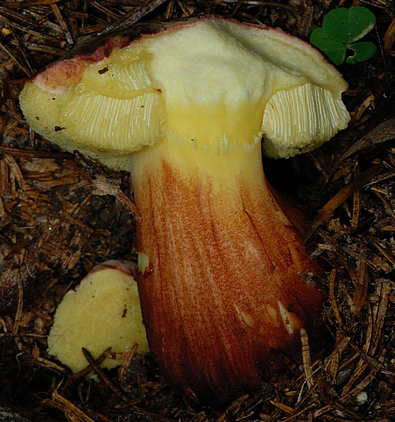 Stattlicher Rotfußröhrling, Xerocomus pruinatus, Röhrenschnitt.