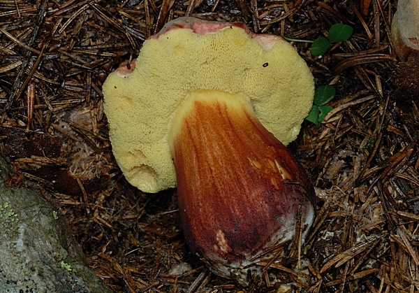 Stattlicher Rotfußröhrling, Xerocomus pruinatus, Unterseite.