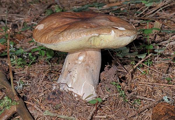 Steinpilz, Boletus edulis.