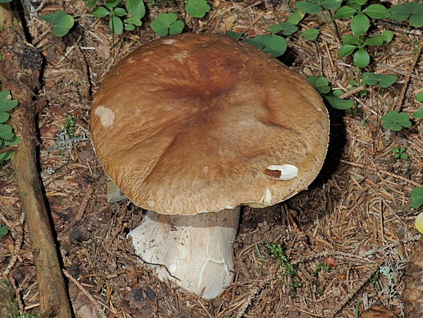 Steinpilz, Boletus edulis, Hutoberseite.