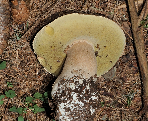 Steinpilz, Boletus edulis, Unterseite.