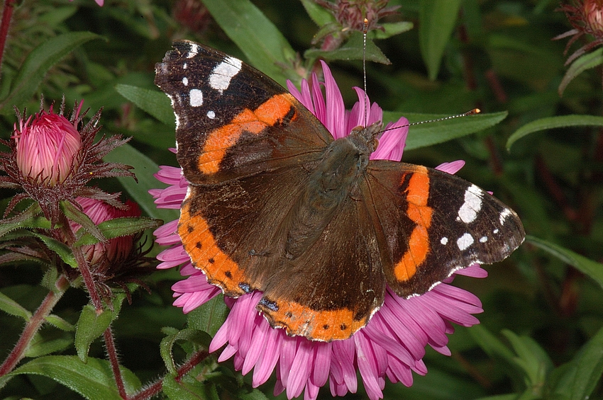 Admiral, Vanessa atalanta, Oberseite.jpg
