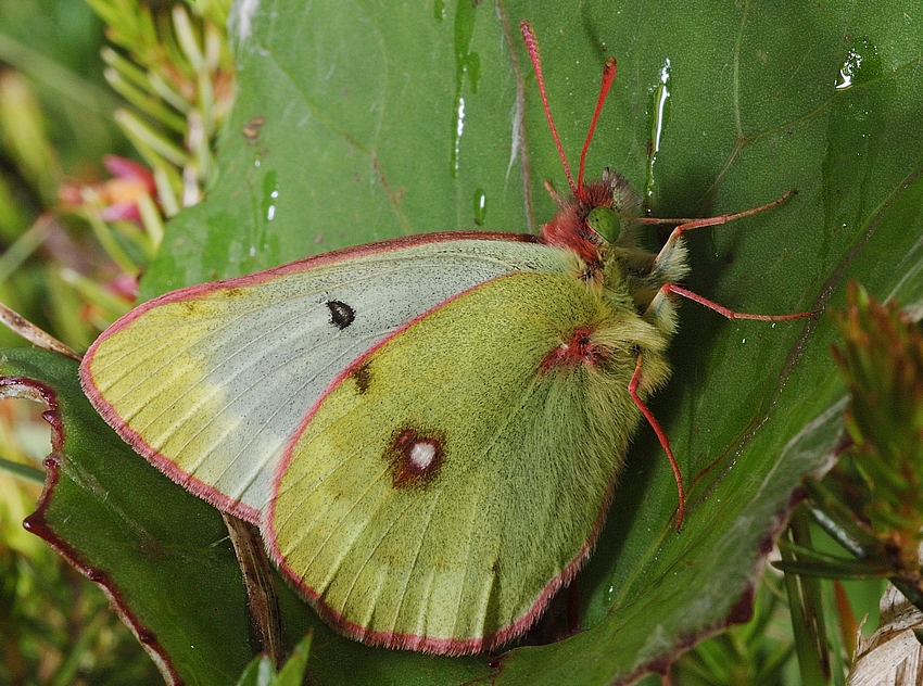 Alpen-Gelbling, Colias phicomone, Seiten-Makro.jpg