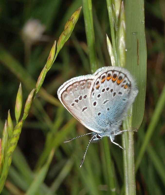 Argus-Bl&auml;uling, Plebeius argus, M&auml;nnchen, Seitenansicht.jpg