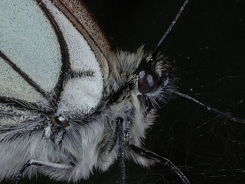 Baum-Weißling, Aporia crataegi, Kopf-S-Makro.jpg