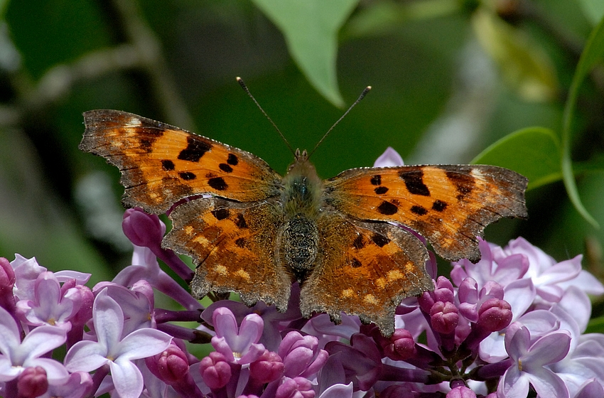 C-Falter, polygonia c-album, Habitus, Makro.jpg