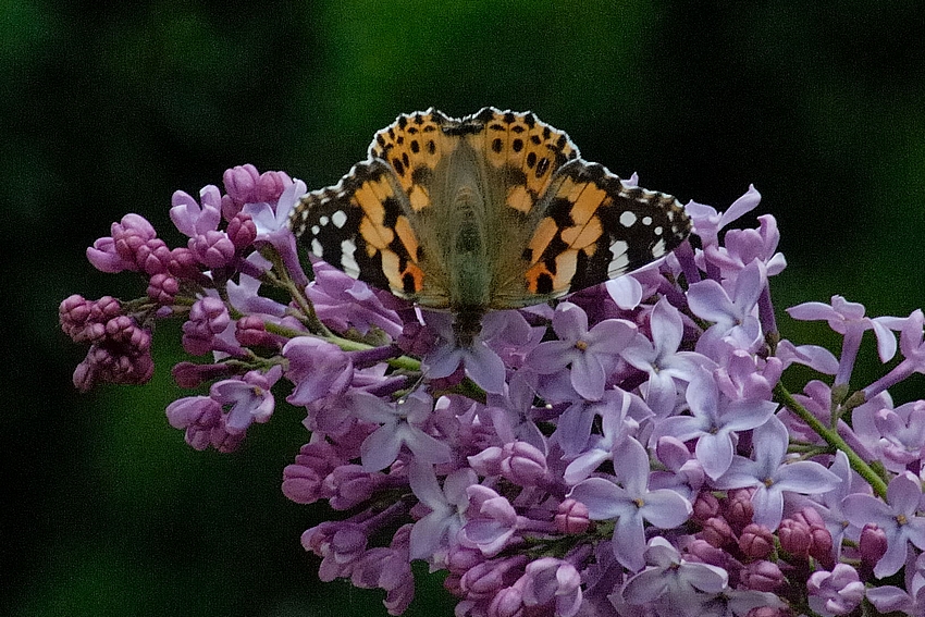 Distelfalter, Vanessa cardui, Draufsicht.jpg