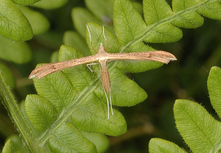 Ehrenpreis-Federmotte, Stenoptilia pterodactyla, Draufsicht.jpg