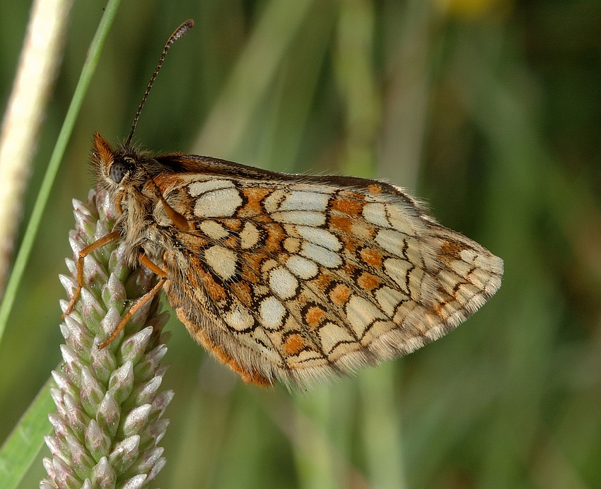 Ehrenpreis-Scheckenfalter, Melitaea aurelia, unten, Weibchen.jpg