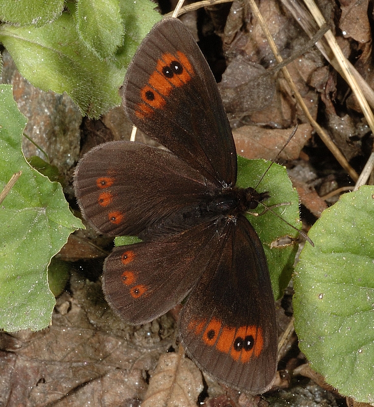Graubindiger Mohrenfalter, Erebia aethiops, Oberseite, Makro.jpg