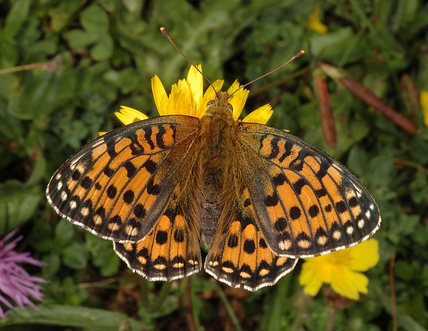 Gro&szlig;er Perlmuttfalter, Argynnis aglaja, Oberseite, Makro.jpg