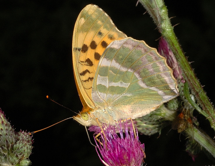 Kaisermantel, Argynnis paphia, Männchen, Makro, Unterseite..jpg