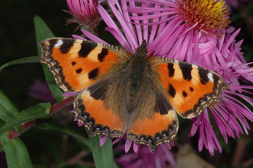 Kleiner Fuchs, Aglais urticae, Oberseite.jpg