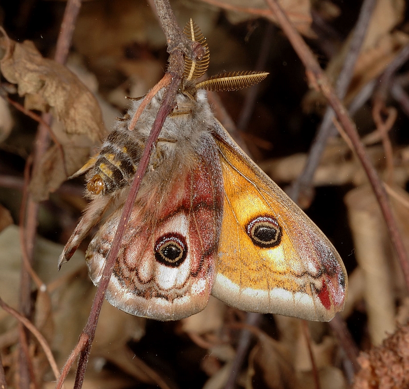 Kleines Nachtpfauenauge, Saturnia pavonia, M&auml;nnchen, Unterseite.jpg