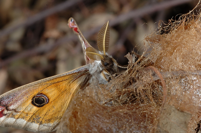 Kleines Nachtpfauenauge, Saturnia pavonia, M&auml;nnchen, von vorne.jpg