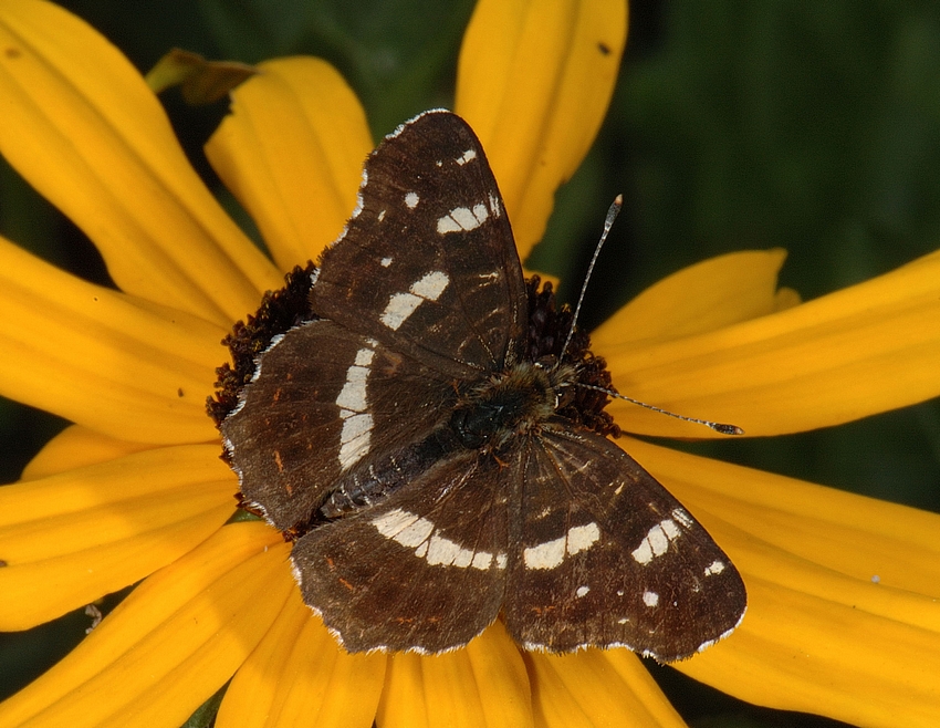 Landkärtchen, Araschnia levana, Sommerform, Oberseite, Makro.jpg