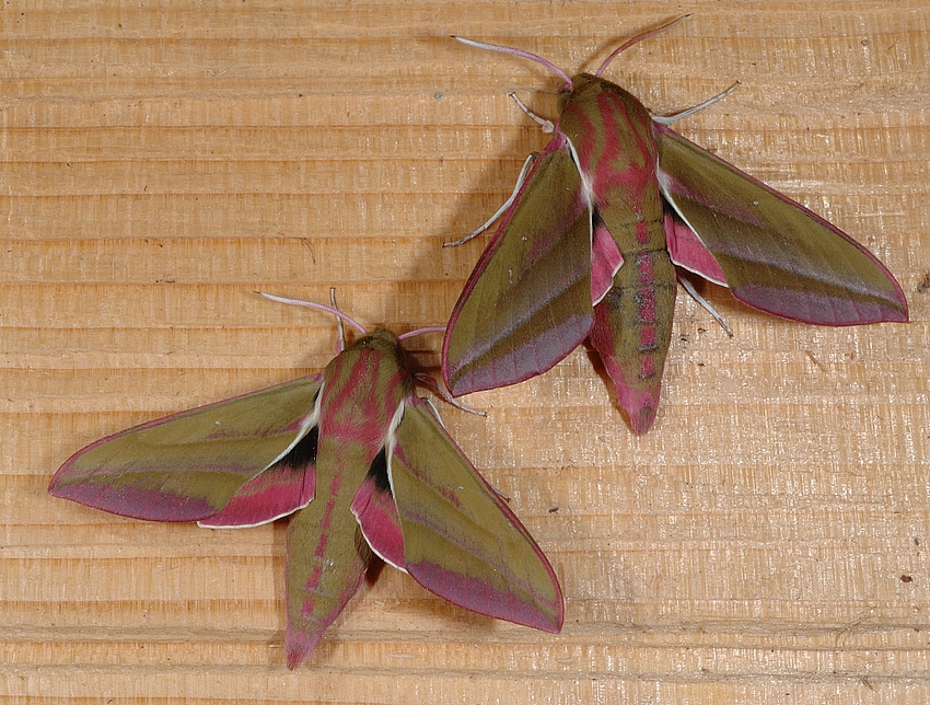 Mittlere Weinschw&auml;rmer, Deilephila elpenor, Habitus.jpg