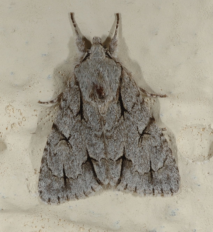 Pfeileule, Arconicta psi, Oberseite.jpg