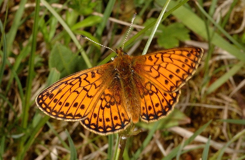 Randring-Perlmutterfalter, Boloria eunomia, Oberseite, Makro.jpg