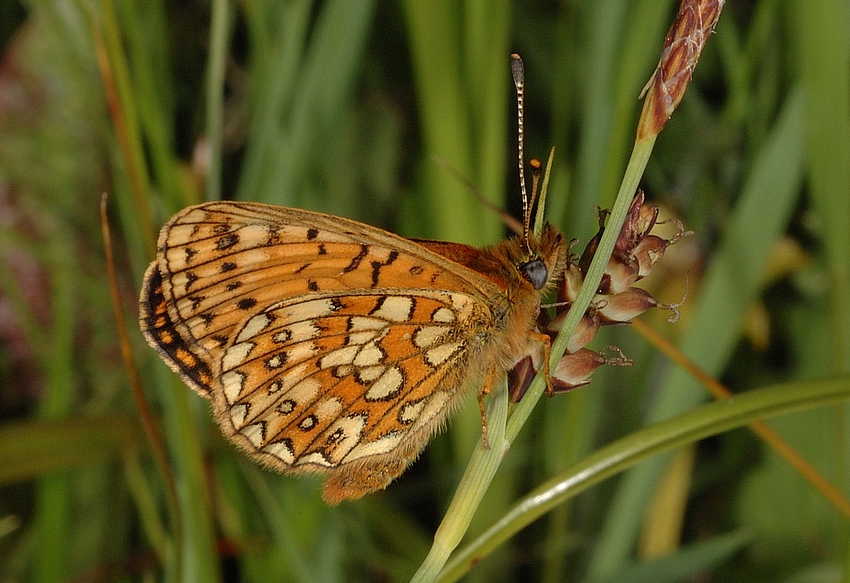 Randring-Perlmutterfalter, Boloria eunomia, Unterseite, Habitus.jpg